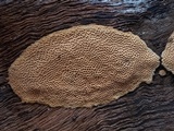 Perenniporia tenuis image