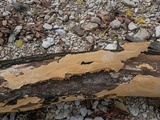 Perenniporia tenuis image