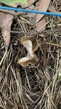 Peziza vesiculosa image