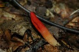 Mutinus elegans image