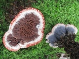 Hydnellum peckii image