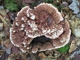 Hydnellum peckii image