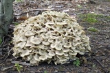 Polyporus umbellatus image