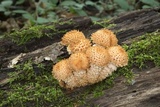 Pholiota squarrosa image