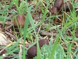 Parasola conopilea image