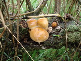 Flammulina velutipes var. lupinicola image