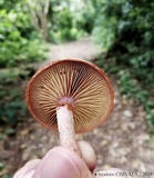 Gymnopilus luteofolius image