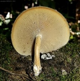 Lentinus swartzii image