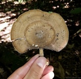 Lentinus swartzii image