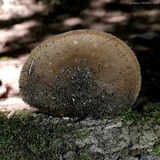 Lentinus swartzii image