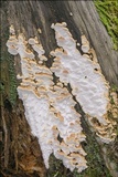 Neoantrodia serialis image