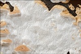 Neoantrodia serialis image