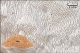 Neoantrodia serialis image