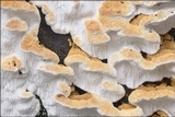 Neoantrodia serialis image