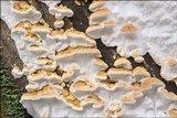 Neoantrodia serialis image