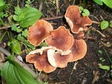 Gymnopus luxurians image