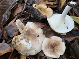 Hygrophorus laurae image