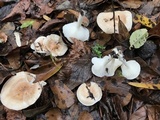 Hygrophorus laurae image