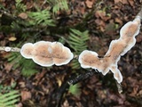 Byssomerulius corium image