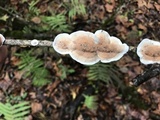 Byssomerulius corium image