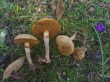 Suillus salmonicolor image