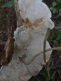 Cristelloporia rutilantiformis image