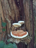 Rigidoporus ulmarius image