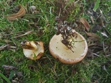 Suillus pseudoalbivelatus image