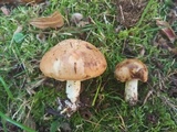 Suillus pseudoalbivelatus image