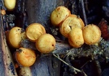 Crucibulum crucibuliforme image