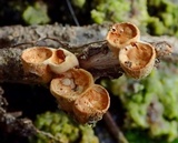 Crucibulum crucibuliforme image