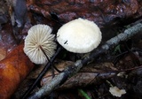 Marasmius delectans image