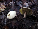 Suillus placidus image