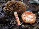 Cortinarius bolaris image