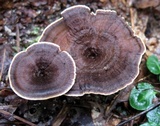 Coltricia cinnamomea image