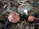 Hygrophorus russula image