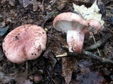 Hygrophorus russula image