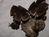 Tricholoma terreum image