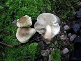 Tricholoma saponaceum image