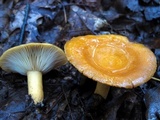 Lactarius croceus image