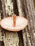 Mycena californiensis image
