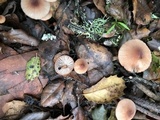 Mycena californiensis image