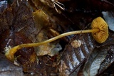 Mycena aurantiomarginata image