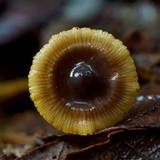Mycena aurantiomarginata image