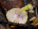 Chromosera cyanophylla image