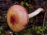Tricholomopsis rutilans image