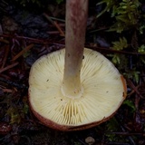 Tricholomopsis rutilans image