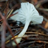 Marasmius calhouniae image