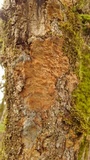 Fuscoporia ferruginosa image