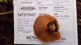Panus conchatus image
